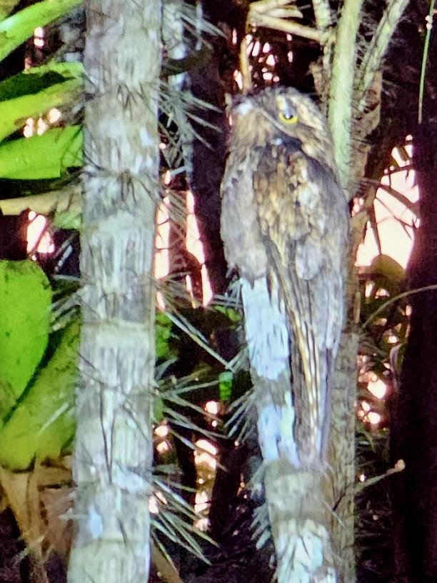 owl-like bird on a log